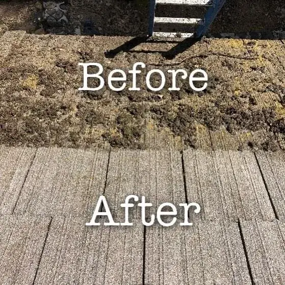 Close up before and after of moss removed from roof shingles